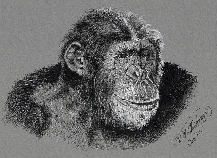 Chimpanzee - Pen and Ink by Krish V. Krishnan