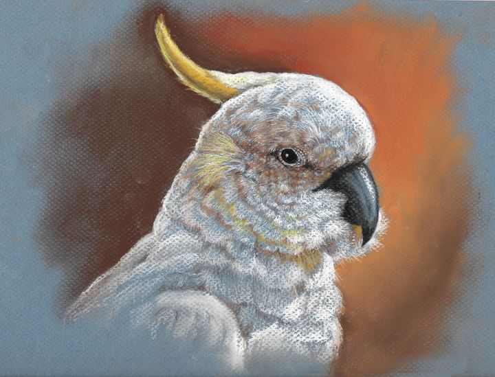 Sulfur-Crested Cockatoo - Pastels by Krish V. Krishnan