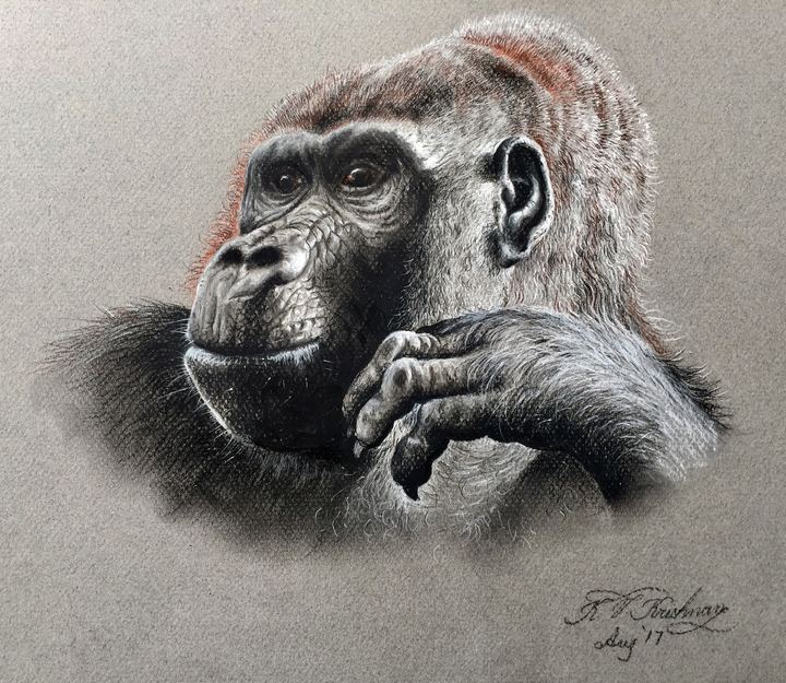 Lowland Gorilla - Charcoal by Krish V. Krishnan