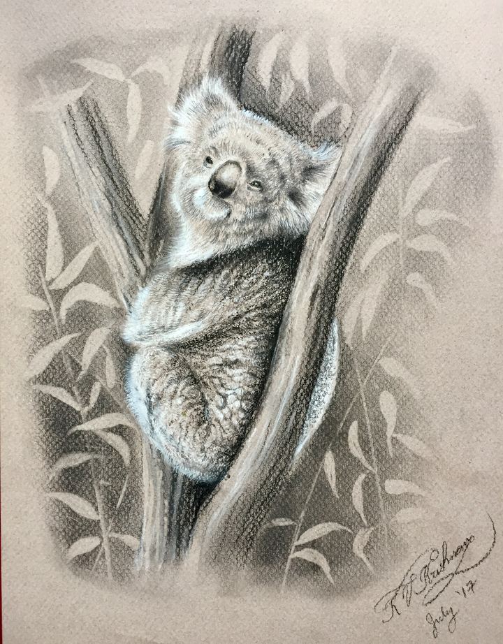 Koala - Charcoal by Krish V. Krishnan