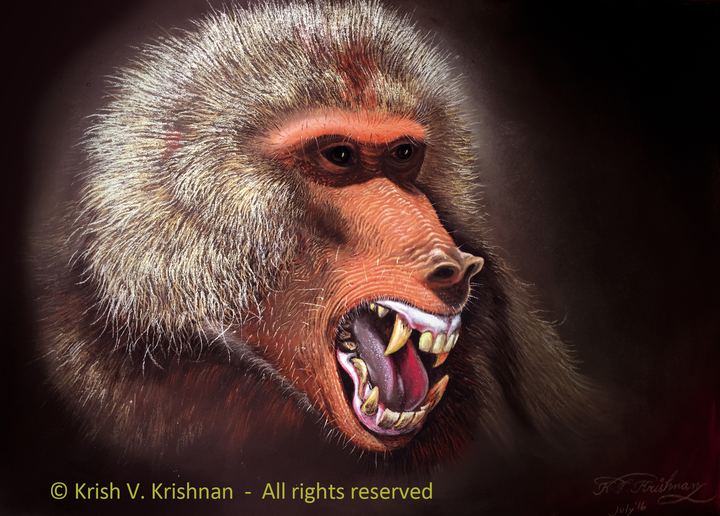 Mandrill - Pastels by Krish V. Krishnan