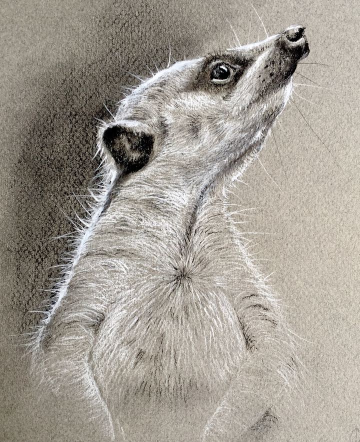 Meerkat - Charcoal by Krish V. Krishnan