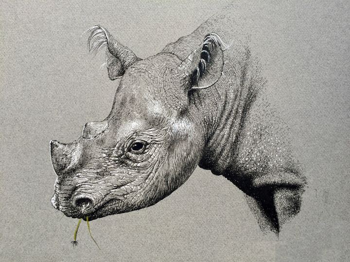 Teen White Rhino - Pen and Ink by Krish V. Krishnan
