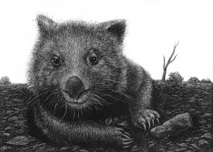 Wombat - Scratchboard by Krish V. Krishnan
